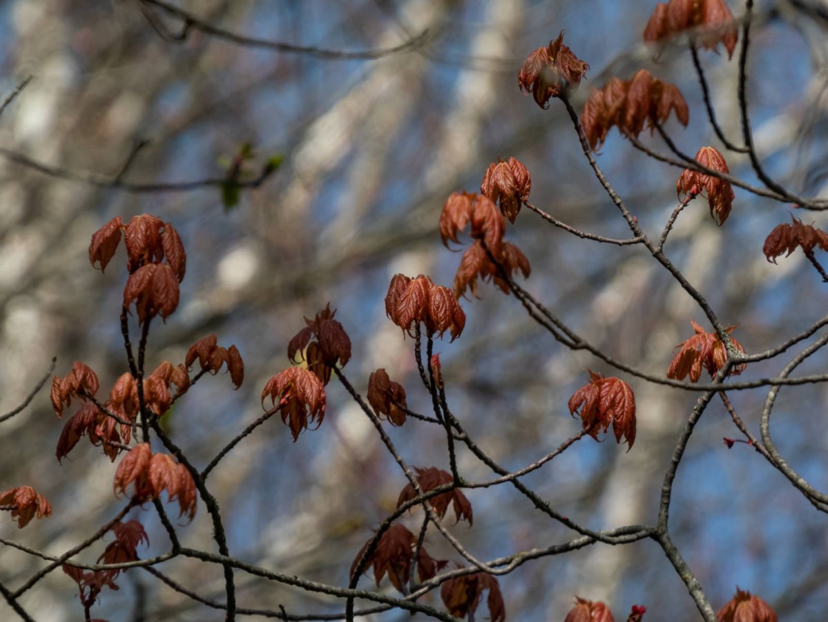 Młode liście klonu czerwonego wiosną