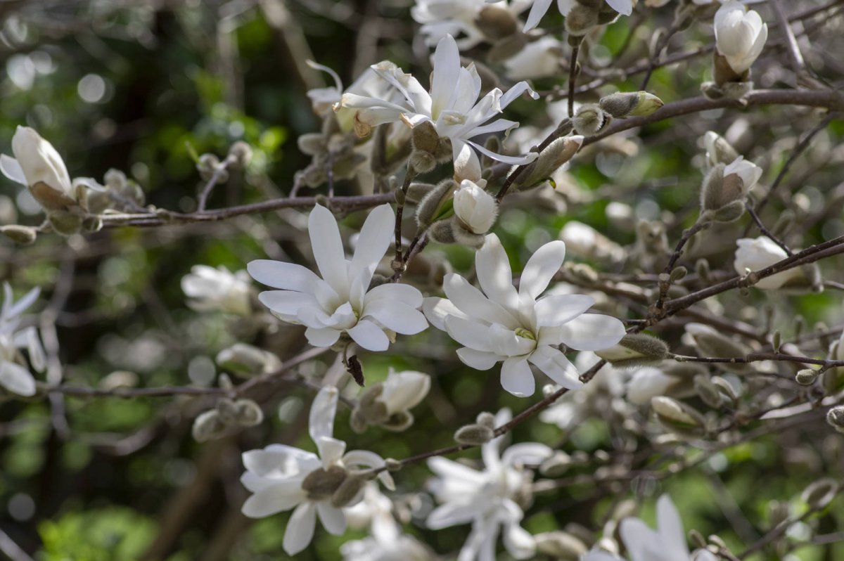 Kwiaty magnolii gwiaździstej
