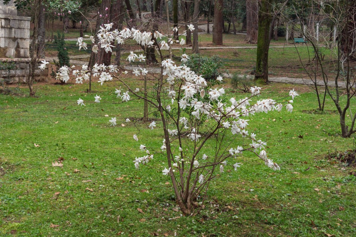 Młody krzew magnolii gwieździstej w parku