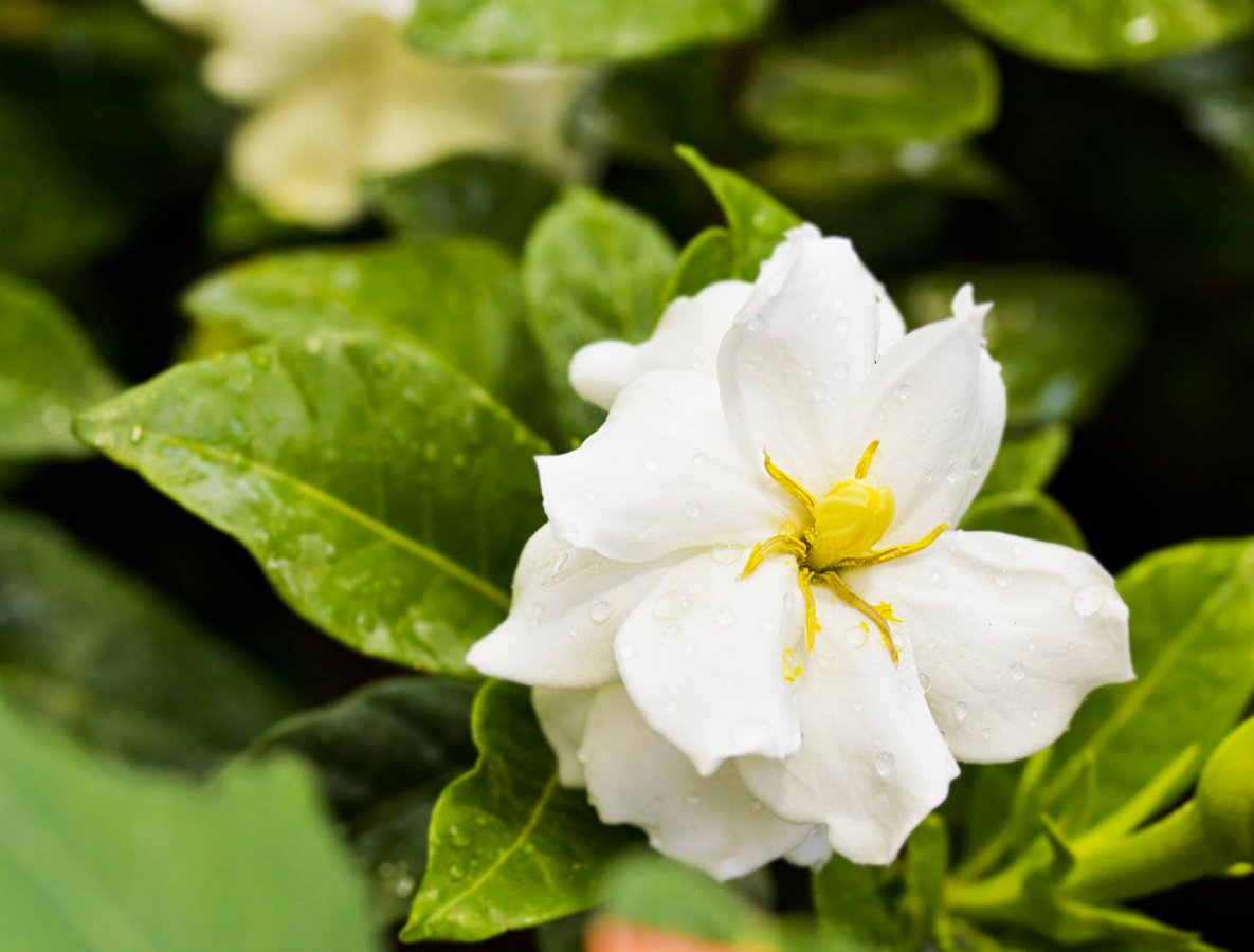 Białe kwiaty gardenii jaśminowatej