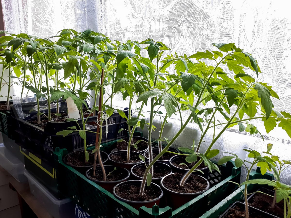 Sadzonki pomidorów w skrzynkach przy oknie