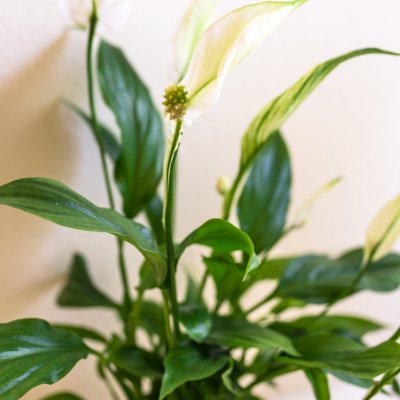 Skrzydłokwiat, Lilia pokoju, Spathiphyllum