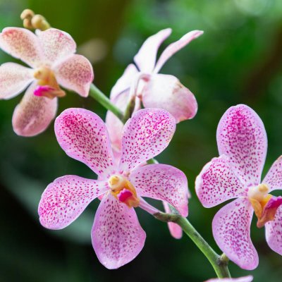 Storczyki (Orchidea)