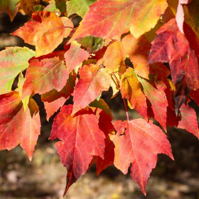 Liście klonu czerwonego (Klon czerwony (Acer rubrum)