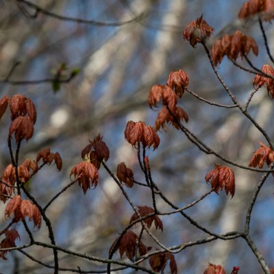 Klon czerwony: młode liście wiosną
