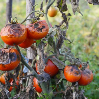 Zaraza ziemniaczana na pomidorach