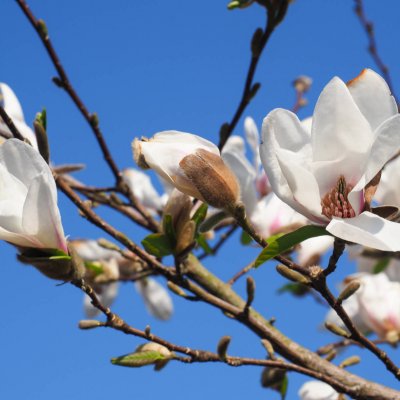 Magnolia gwiaździsta odmiana Royal Star