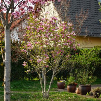Magnolia purpurowa (odmiana susan) w ogrodzie