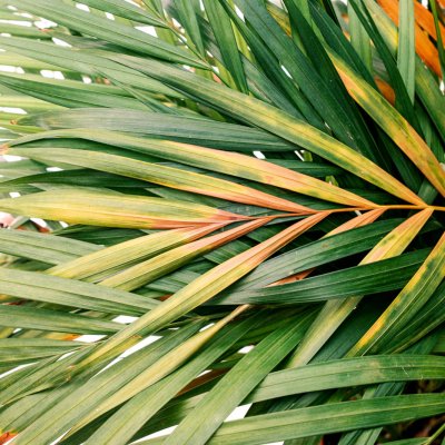 Chore liście palmy Areki