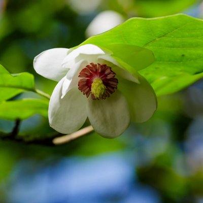 Kwiat magnolii Siebolda