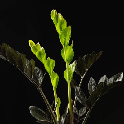 Zamiokulkas raven - młode liście
