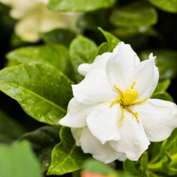 Gardenia jaśminowata (gardenia jasminoides) - przewodnik po uprawie i pielęgnacji