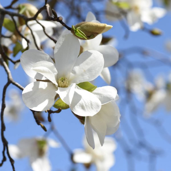 Magnolia japońska - uprawa, pielęgnacja i wygląd