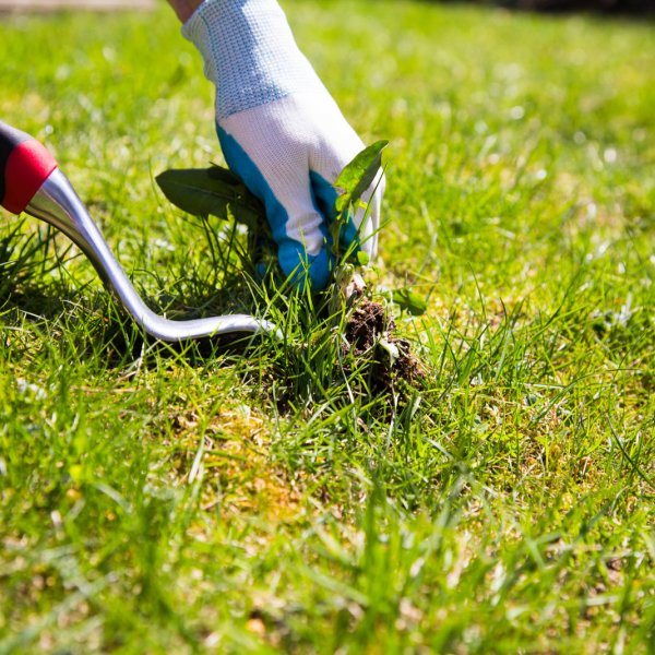 Pozbywanie się chwastów: moje sprawdzone metody na piękny trawnik
