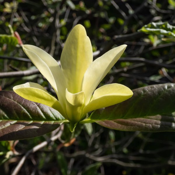 Magnolia drzewiasta - uprawa i pielęgnacja