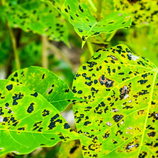 Plamistość liści - Jak z nią walczyć? Objawy i informacje jakim roślinom zagraża