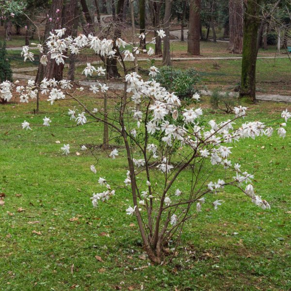 Magnolia gwiaździsta - wygląd, uprawa i pielęgnacja magnolii